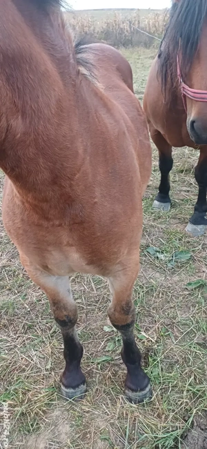 mânză de 6 luni  - imagine 4 mânză de 6 luni  - imagine 4