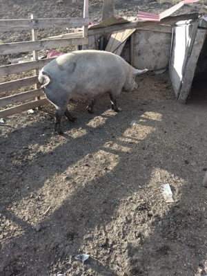 Vând porci - imagine 4 Vând porci - imagine 4