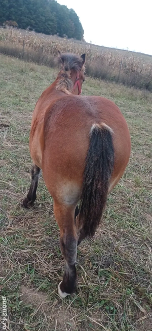 mânză de 6 luni  - imagine 3 mânză de 6 luni  - imagine 3