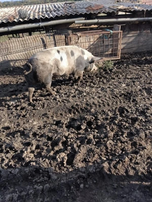 Vând porci - imagine 2 Vând porci - imagine 2