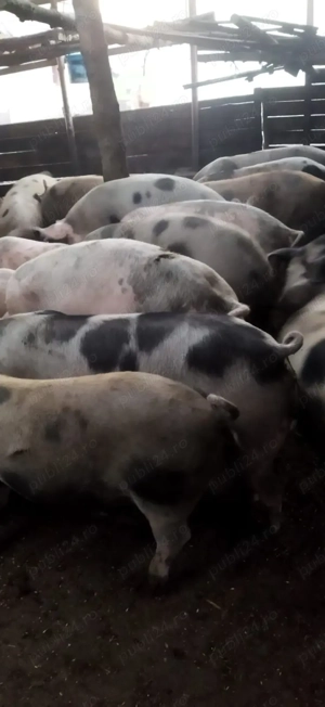 Vând porci 80-130 kg - imagine 5 Vând porci 80-130 kg - imagine 5