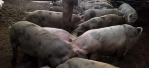 Vând porci 80-130 kg - imagine 2 Vând porci 80-130 kg - imagine 2