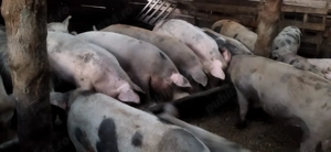 Vând porci 80-130 kg