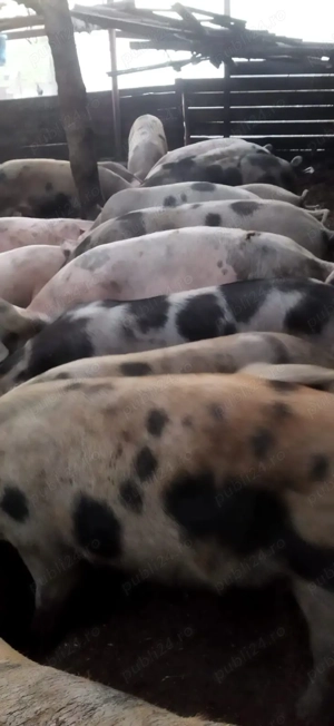 Vând porci 80-130 kg - imagine 3 Vând porci 80-130 kg - imagine 3