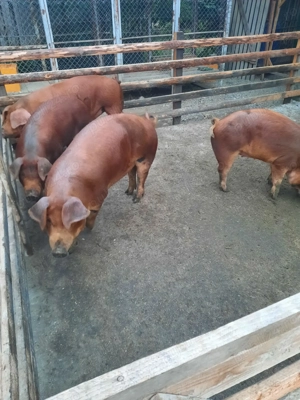 Porci pentru sacrificat