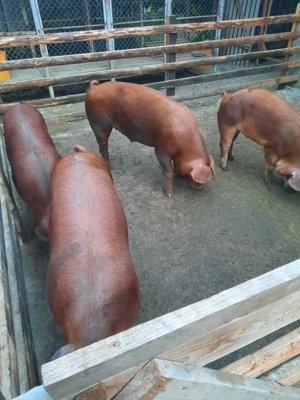 Porci pentru sacrificat - imagine 2 Porci pentru sacrificat - imagine 2