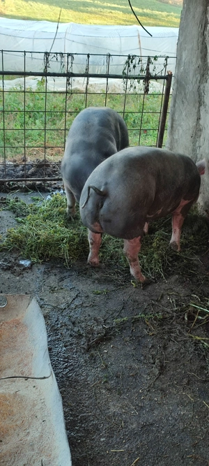 Vând porci de carne 