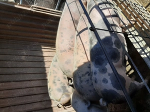 De vânzare porci cu greutate între 140-180 kg pentru mai multe detalii sunați la nr de telefon 