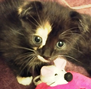 Fetita Scottish Fold Tortoiseshell, cauta Omul potrivit - imagine 3