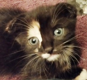 Fetita Scottish Fold Tortoiseshell, cauta Omul potrivit - imagine 4