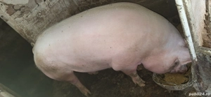 Vând porc marele alb încrucișat cu landras