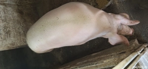 Vând porc rasă marele alb cu greutatea de aproximativ 350 kg
