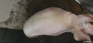 Vând porc de 350 kg rasă Marele Alb