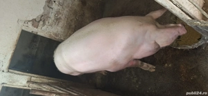 Vând porc rasă marele alb cu greutatea de aproximativ 350 kg - imagine 4 Vând porc rasă marele alb cu greutatea de aproximativ 350 kg - imagine 4
