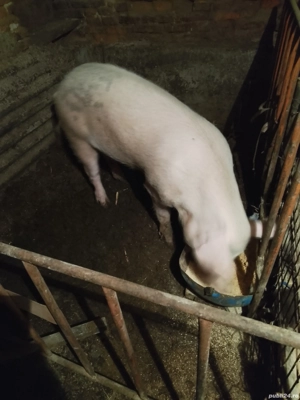 vand vier schimb oi  - imagine 2