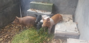 Purcei marele alb duroc si bazna