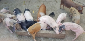 Purcei marele alb duroc si bazna - imagine 4