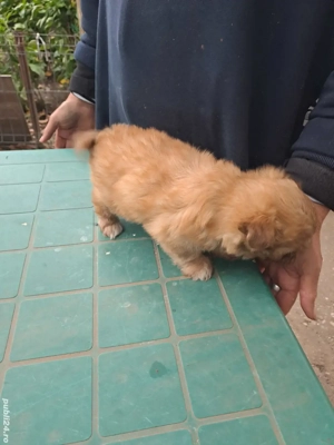 Cățel bishon  - imagine 4 Cățel bishon  - imagine 4