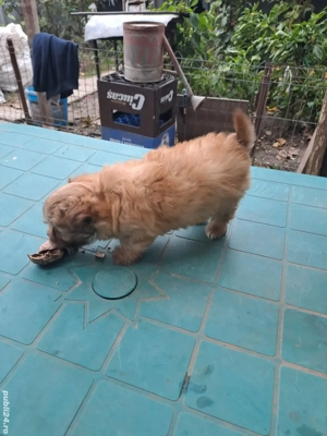 Cățel bishon  - imagine 2 Cățel bishon  - imagine 2