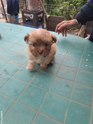 Cățel bishon  - imagine 3 Cățel bishon  - imagine 3