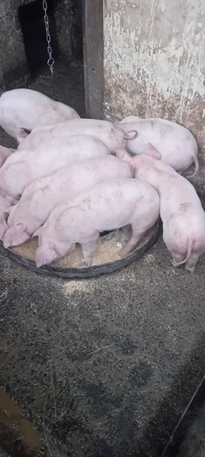 Purcei Metis de Pietrain cu Landras.