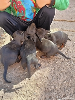 Vând pui Vând teckel  - imagine 3 Vând pui Vând teckel  - imagine 3