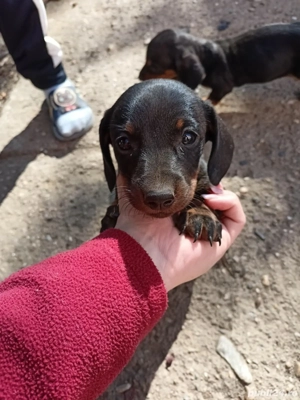 Vând pui Vând teckel  - imagine 2 Vând pui Vând teckel  - imagine 2