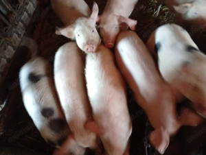 Purcei marele alb cu pietran de vânzare  - imagine 2