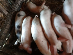 Purcei marele alb cu pietran de vânzare  - imagine 3