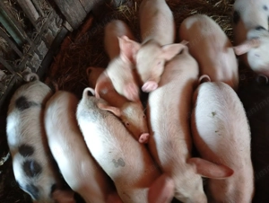 Purcei marele alb cu pietran de vânzare  - imagine 5