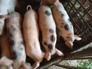 Purcei marele alb cu pietran de vânzare 