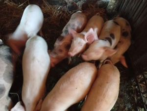 Purcei marele alb cu pietran de vânzare  - imagine 4