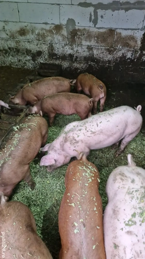 Purcei landrace și duroc  - imagine 3