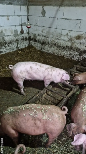Purcei landrace și duroc  - imagine 2