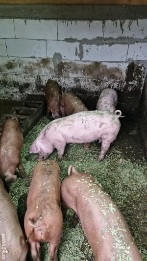Purcei landrace și duroc  - imagine 4