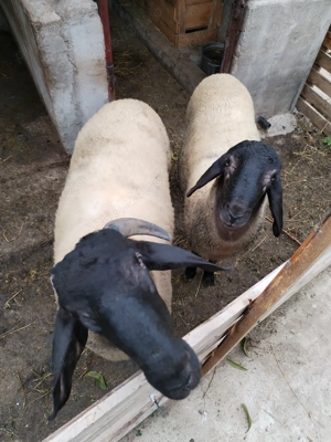 Berbec sarbesc de anul acesta  - imagine 2 Berbec sarbesc de anul acesta  - imagine 2