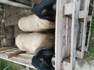 Berbec sarbesc de anul acesta 