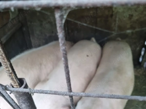 Porci de vanzare