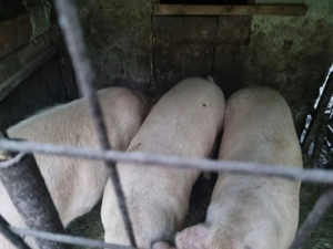 Porci de vanzare - imagine 4 Porci de vanzare - imagine 4