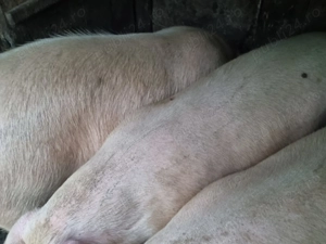 Porci de vanzare - imagine 3 Porci de vanzare - imagine 3