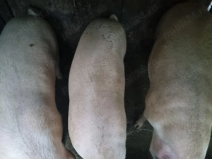 Porci de vanzare - imagine 2 Porci de vanzare - imagine 2