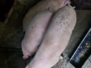 Porci de vanzare - imagine 5 Porci de vanzare - imagine 5