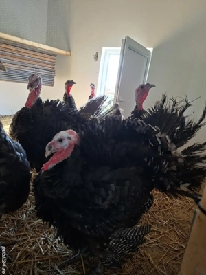 curcani de vânzare - imagine 2