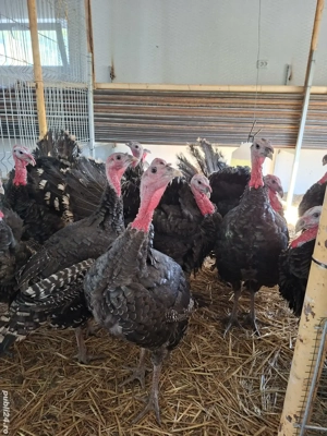 curcani de vânzare - imagine 3