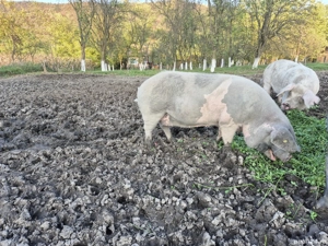 Porci de vânzare  - imagine 4