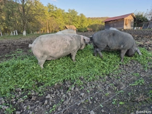 Porci de vânzare  - imagine 3