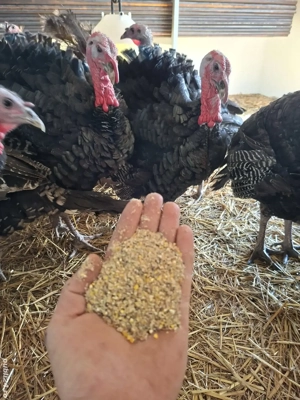 curcani de vânzare - imagine 4