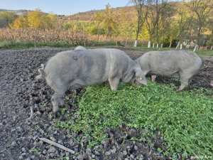 Porci de vânzare  - imagine 2