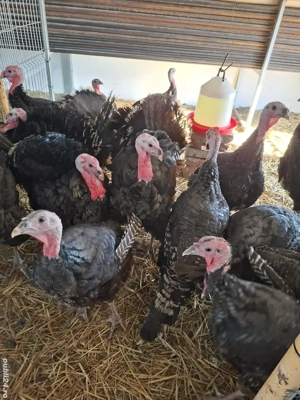 curcani de vânzare - imagine 5