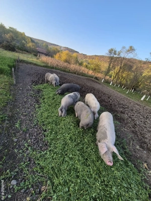 Porci de vânzare  - imagine 3 Porci de vânzare  - imagine 3